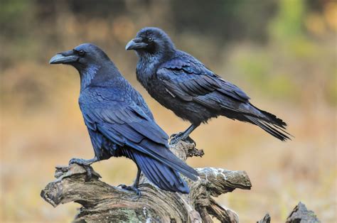 Its safe to say that the general consensus is that it is not a good idea to keep a raven as a pet. . Are ravens stingy birds